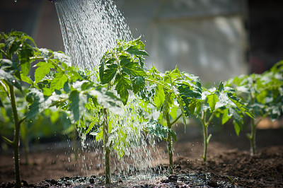 Watering a row of tomato seedlings