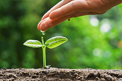 growing plants