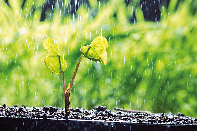 Watering plant