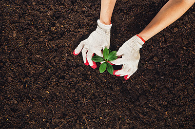 Working in the garden, planting a plant. Soil top view.
