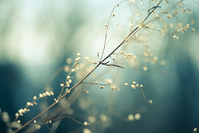 Meadow