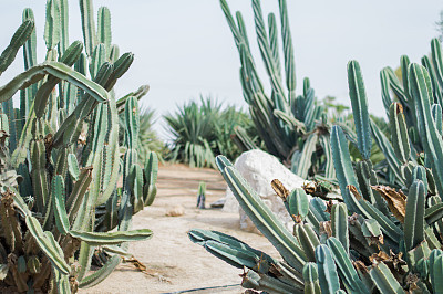 Long cactuses captured in a public park