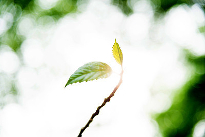 Spring buds in springtime