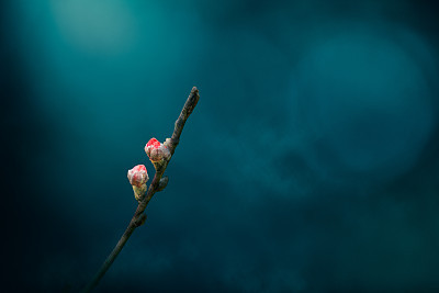 peach blossom