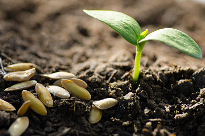 seed and plant growing over green background