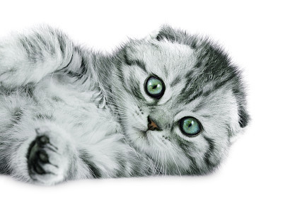 baby cat