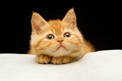 little cat