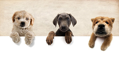 three buddies