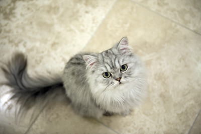 Persian cat