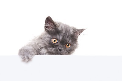 little gray cat