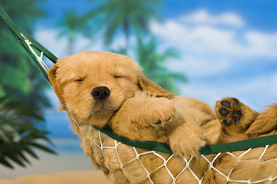 Young puppy in hammock with tropical background