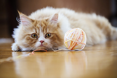 Cat bored of playing with ball