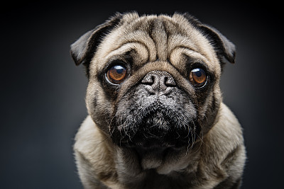 Grumpy Pug With a Very Sad Face