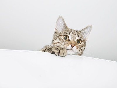 Thoughtful cat face. Kitten portrait