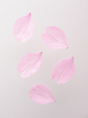 Petals of cherry blossom