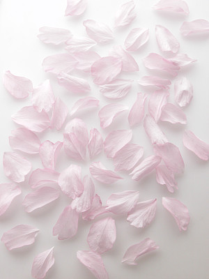Scattered Pink cherry blossom petals