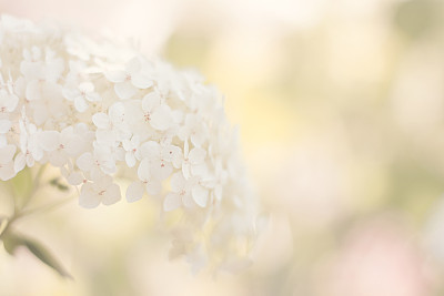 White Hydrangea