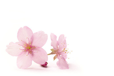 Japanese cherry blossom flowers in the white