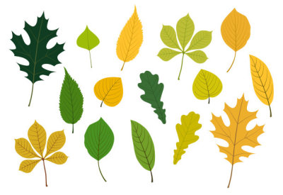 Autumn leaves icon set