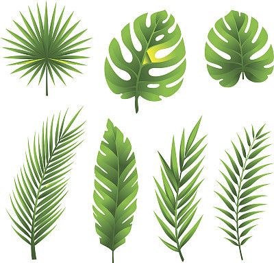 Tropical palm tree leaves collection.