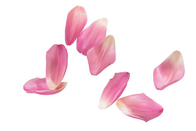 Pink tulip petals isolated