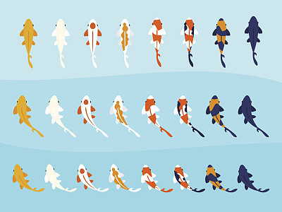 Various Colorful Koi Fish