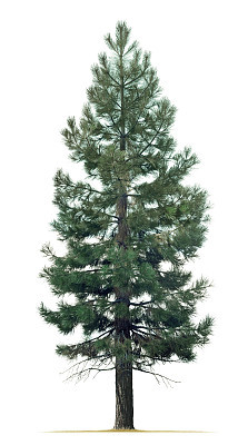 Pine Tree Isolated On White Background