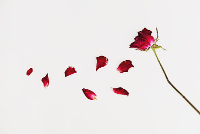Faded blown away roses on white background