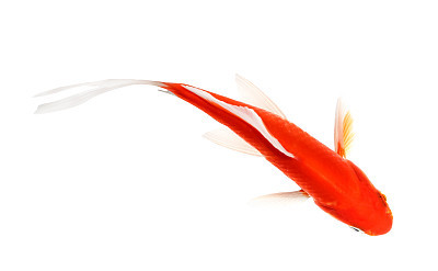 Koi Isolation  on  the white background