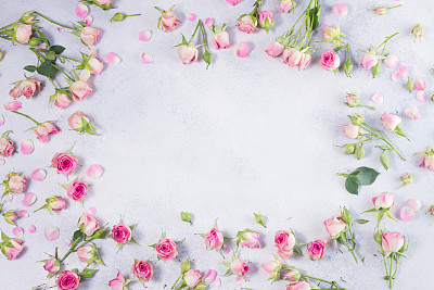 Pink and white rose flowers