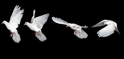 Sequence of white dove flying
