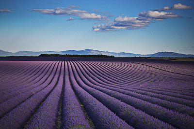 Sunbeam on the lavander fields