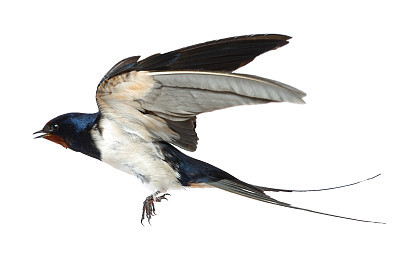 Swallow
