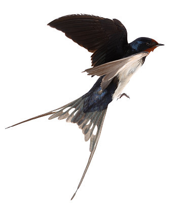 Swallow