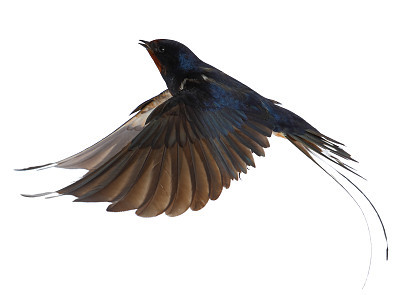 Swallow