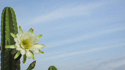 beautiful flowers of a traditionally Brazilian cactus