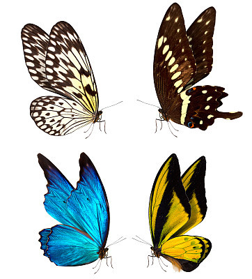 butterfly macro background