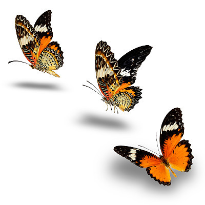 leopard lacewing