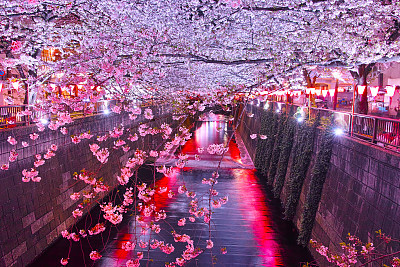 Cherry trees at Meguro River at night
