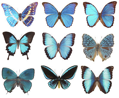 blue butterflies