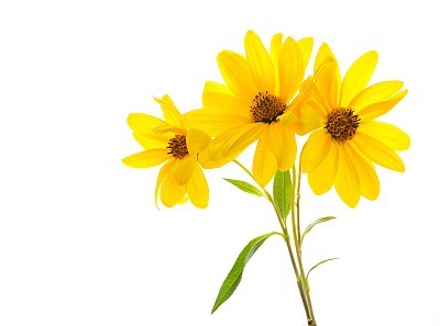 Yellow daisy on white background