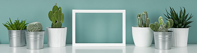 Collection of various cactus and succulent plants in different pots. Potted house plants on white shelf against turquoise colored wall and picture frame mock up banner.