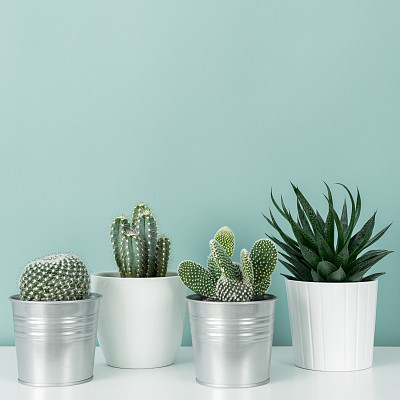 Modern room decoration. Collection of various potted cactus and succulent plants on white shelf against pastel turquoise colored wall. House plants background.