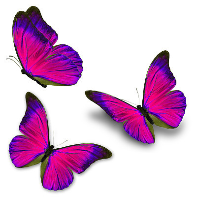 three blue butterfly