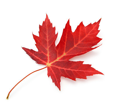 Red maple leaf with clipping path