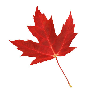 Red maple leaf (with path)