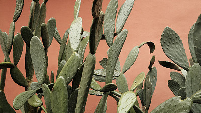 Prickly pears on colorful wall