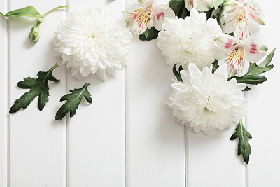 chrysanthemum on white  wooden background