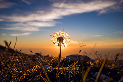 Colorful sunset over mountain landscape against blowball silhouette