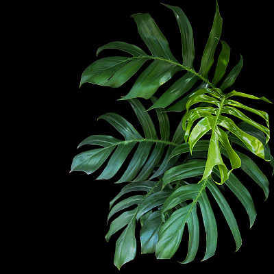 Green leaves of Monstera philodendron plant growing in wild, the tropical forest plant, evergreen vine on black background.